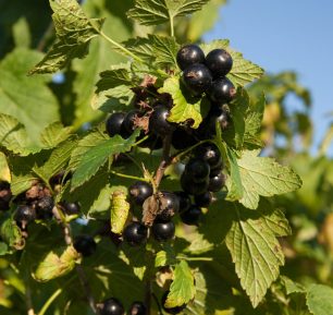 Black currant  in summer garden against blue sky